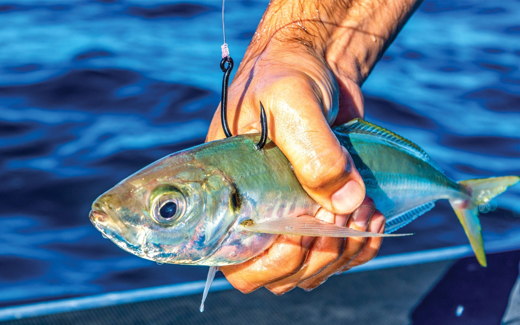 Live Bait vs Lure Fishing: What Works Better in Australian Conditions?